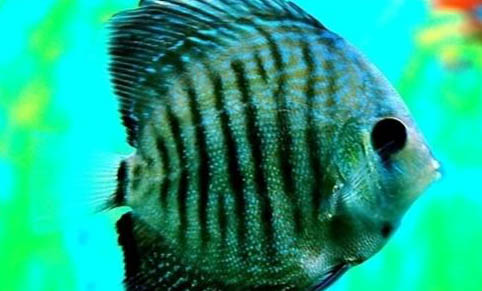 雙鉤怎么綁魚線