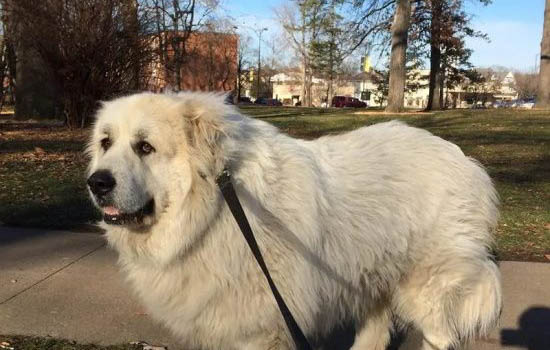 大白熊犬智商排名第幾