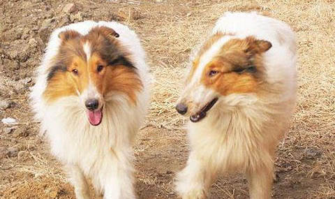 一個(gè)月的喜樂蒂牧羊犬可以洗澡嗎