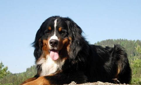 伯恩山犬哪里有賣