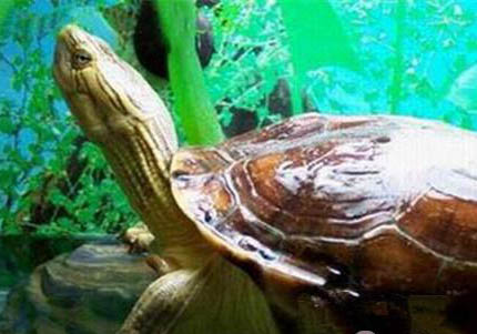 中華花龜如何過冬