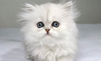 金吉拉幼貓多少錢一只