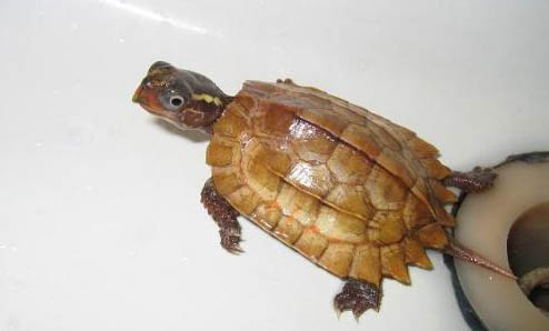 楓葉龜為什么難養