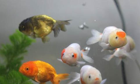 高溫季節觀賞魚疾病的預防要點