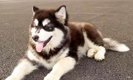 阿拉斯加幼犬出現嘔吐怎么辦