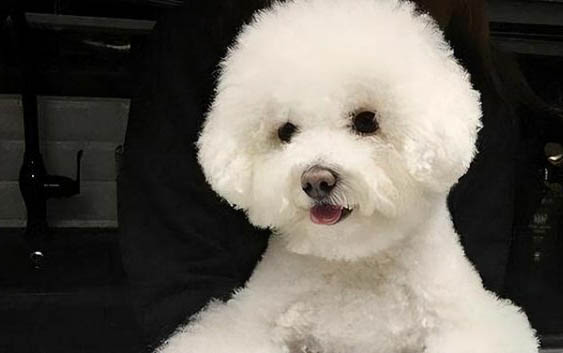 狗狗亂咬東西怎么辦?