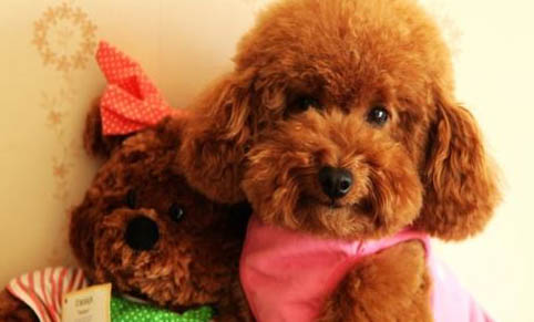 泰迪犬經常流眼淚是什么原因