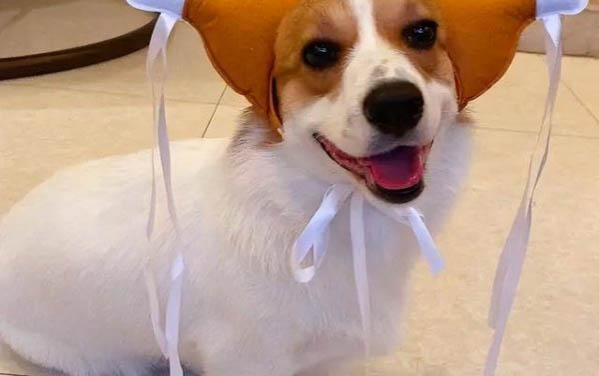 狗狗犬瘟發燒如何退燒