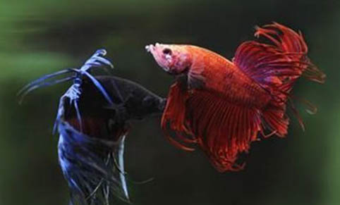 鸚鵡魚(yú)頭洞病初期圖片