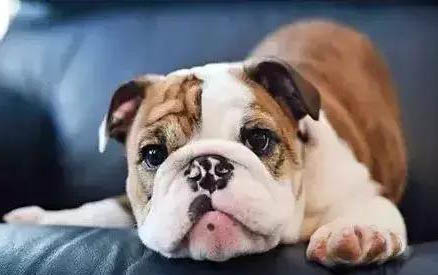 法牛犬渾身無力怎么回事