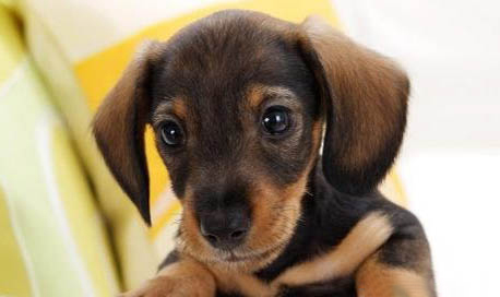 臘腸犬多少錢一只