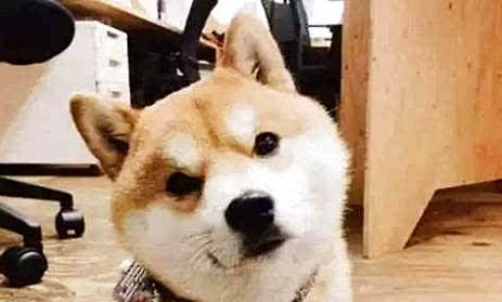 怎樣把貓帶上高鐵