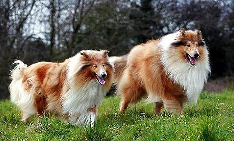 怎么護理蘇格蘭牧羊犬的眼睛