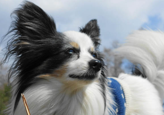 蝴蝶犬為什么那么少人養?