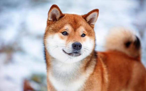 狗咬的傷口是什么形狀