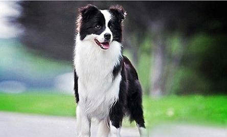 怎么冰島牧羊犬才能不亂拉屎