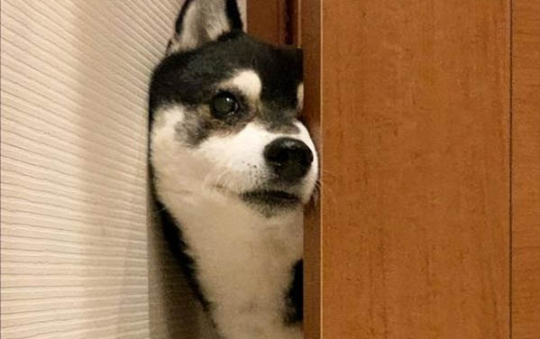 怎么讓狗狗不叫不擾民