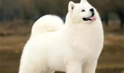 狗狗抓癢正常嗎