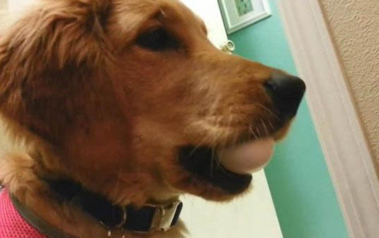 狗狗得了怎么辦犬瘟能治好嗎