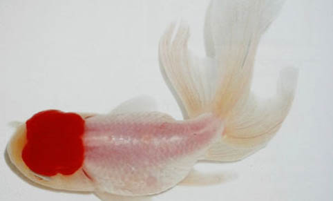 怎么養金魚