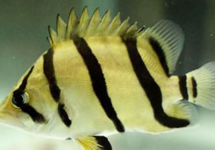 虎皮魚溫度多少合適?