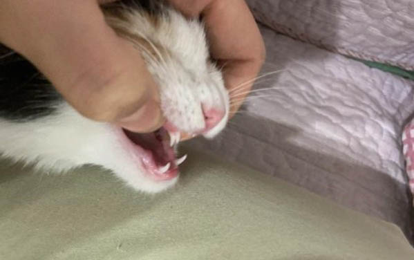 貓咪中毒都有哪些癥狀