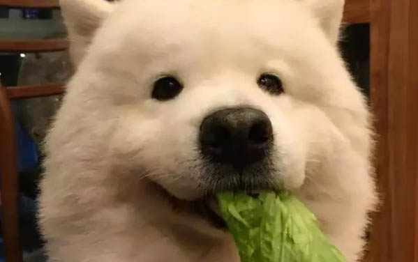 怎么樣判斷是不是純種薩摩耶呢