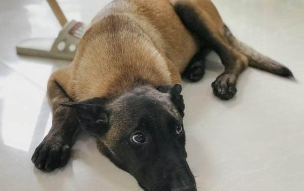 怎么改掉狗狗半夜拉屎？