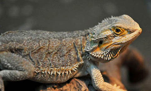 鬃獅蜥蜴發黑的原因