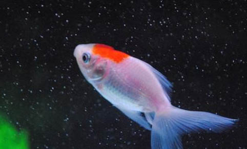 觀賞魚拒食的原因及處理方法
