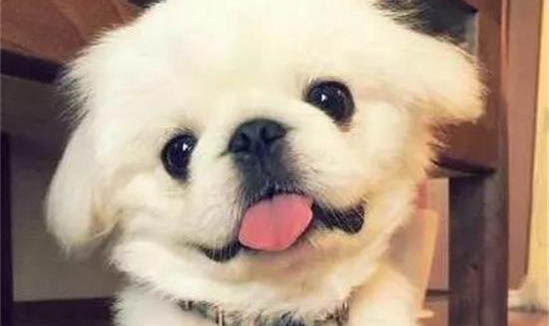 為什么會(huì)得犬瘟熱