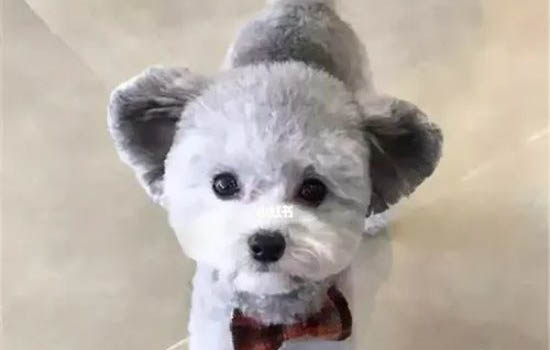 狗狗內眼角有塊黑色膜