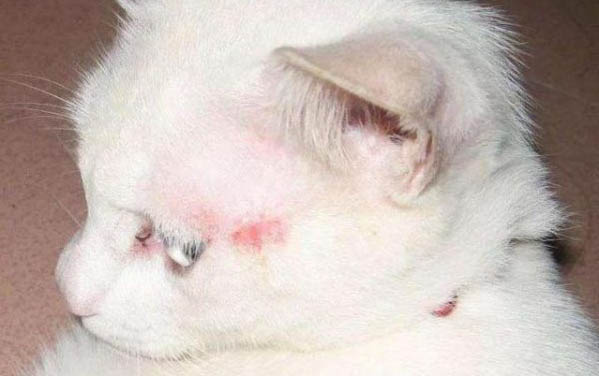 貓身上長虱子怎么去除干凈