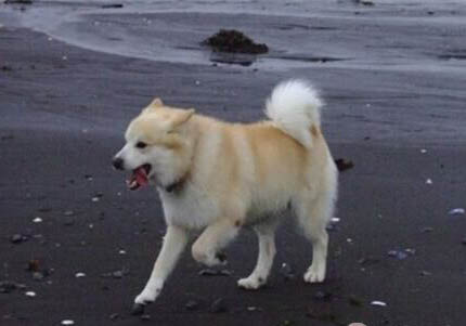古代英國牧羊犬多大產仔