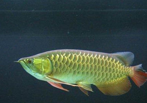 龍魚立鱗會死亡嗎