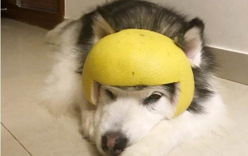狗狗冠狀病毒好多久可以洗澡洗頭