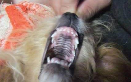 為什么狗狗喜歡刨窩