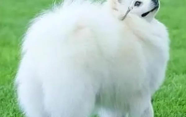 狗狗怎么會有虱子