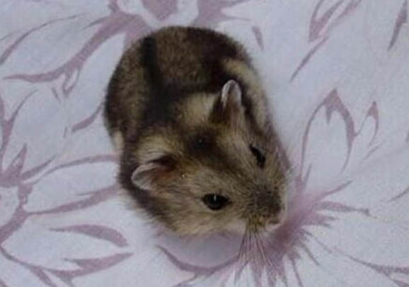 倉鼠死了怎么處理