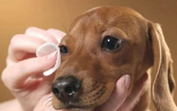 狗狗能吃香蕉嗎?