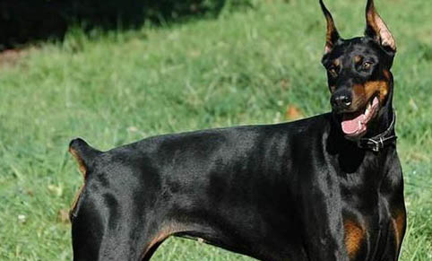 如何判斷杜賓犬適合吃什么狗糧