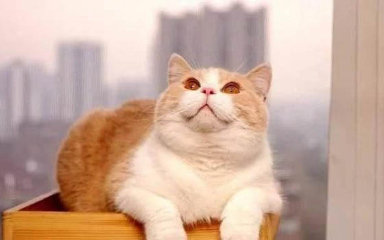 貓咪吐是因?yàn)槭裁丛? /><h3>貓咪會(huì)想吐是因?yàn)槭裁丛?/h3><p>貓咪會(huì)想吐可能是由于多種原因造成的。常見的原因包括：進(jìn)食過度或吃了不適合貓咪的食物，導(dǎo)致消化不良。感染寄生蟲，例如蛔蟲或鉤蟲，可能會(huì)導(dǎo)致貓咪想吐。一些藥物可能會(huì)導(dǎo)致貓咪的消化系統(tǒng)反應(yīng)，從而導(dǎo)致想吐的癥狀。</p><p>其他疾病，例如腸胃炎、膽結(jié)石或腸梗阻等，也可能會(huì)導(dǎo)致貓咪想吐。如果您的貓咪出現(xiàn)想吐的癥狀，建議您盡快帶它去看獸醫(yī)，以確定具體原因并采取適當(dāng)?shù)闹委煷胧?/p></div></div>
			</article>			
        </div>
		<aside class=