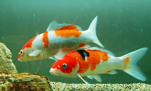 觀賞魚為什么會爛嘴