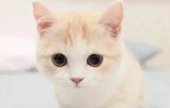 怎么教小貓不咬人