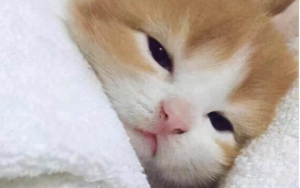 小貓貓蘚一般多久能好