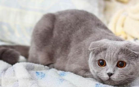 如何正確飼養折耳貓