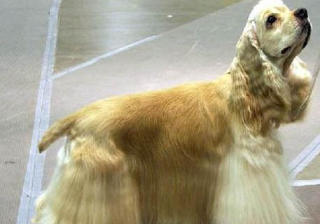 可卡犬的缺點有哪些