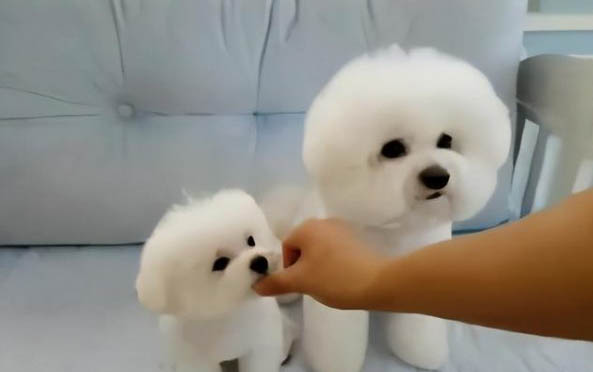 狗能吃栗子仁嗎
