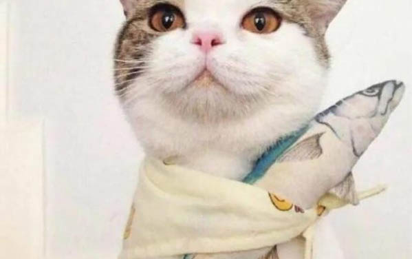 十大最可愛的狗