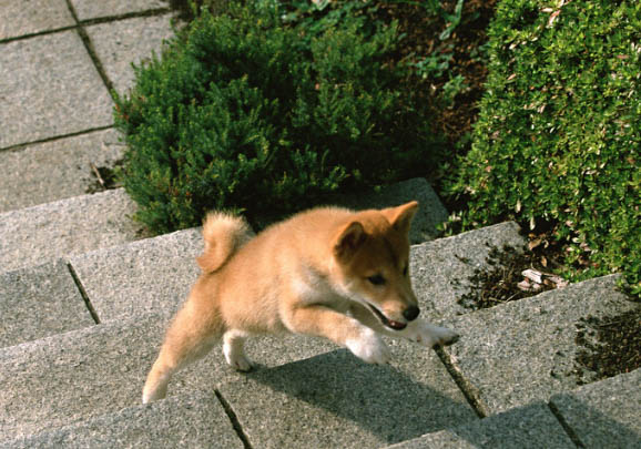 柴犬和哈士奇哪個好